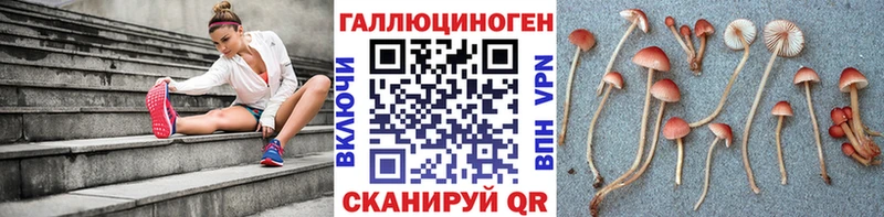 Псилоцибиновые грибы Cubensis  ОМГ ОМГ как зайти  Жиздра 